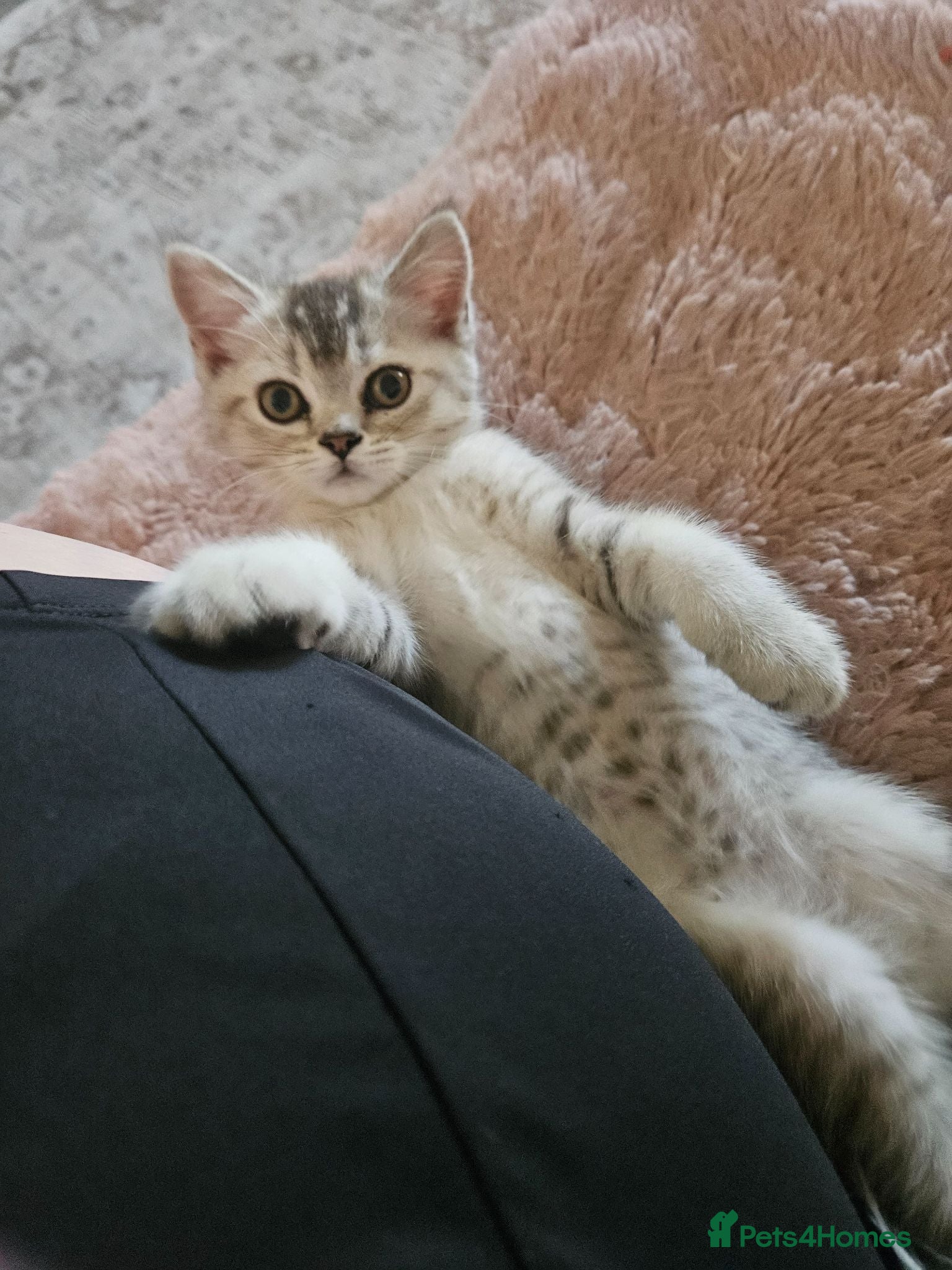 British Shorthair cats LAST FEMALE STRAIGHT READY NOW BSH XSCOTTISH FOLD - Advert 18