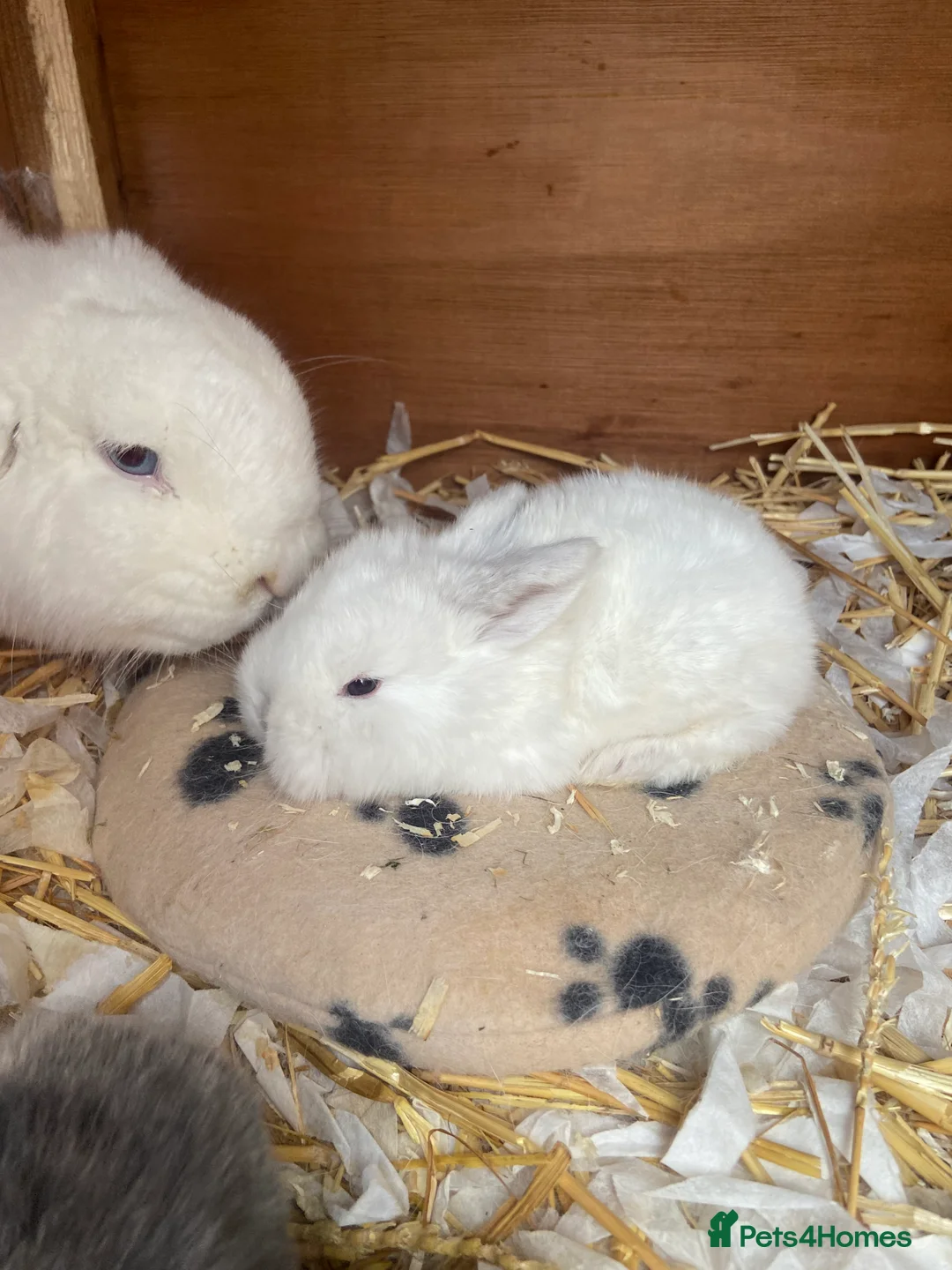 Mini Lop rabbits for sale: Mini Lop Bunnies - Advert 4