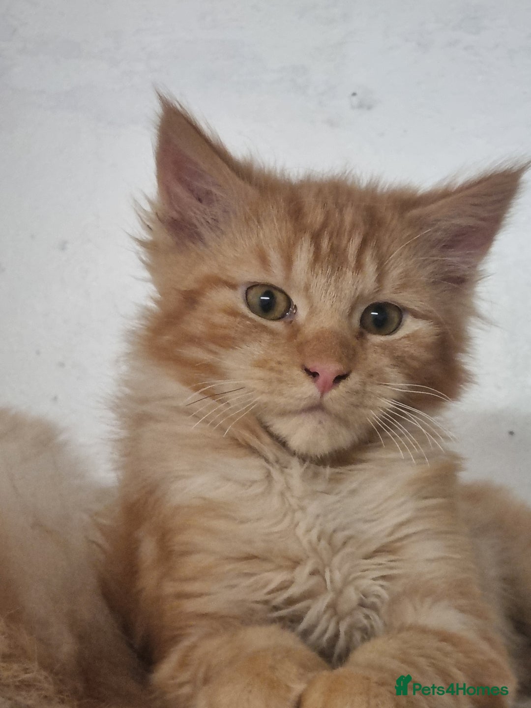 Maine Coon cats for sale: Main coon kittens - Advert 9