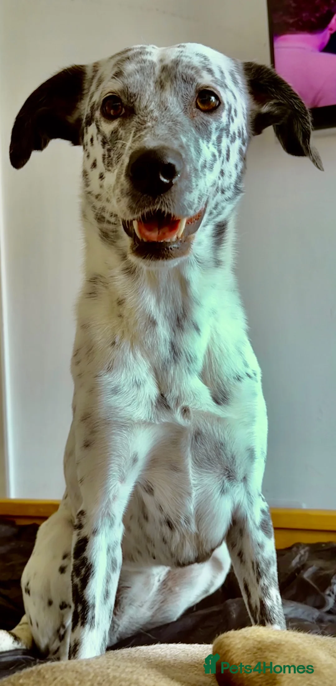 Mixed Breed dogs for sale: Sensitive Girl needs Calm Forever Home 🩷 - Advert 2