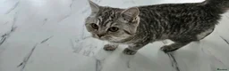 British Shorthair cats for sale: British shorthair champion GCCF registered  - Advert 6