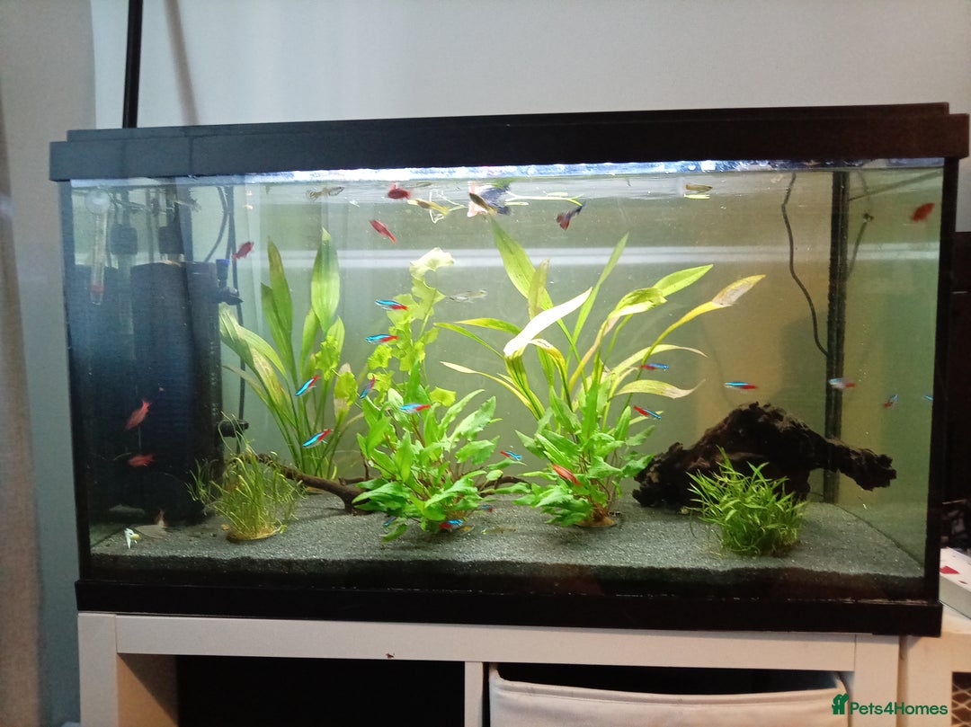 Other/Mixed Breed fish for sale: Fish tank fish and accessories - Image 3