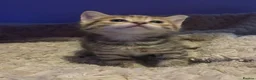 American Shorthair cats for sale: America shorthair x Bengal cross kittens  - Advert 5