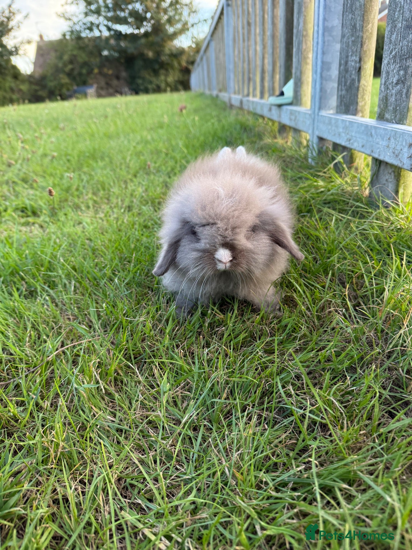 Lionhead rabbits lovely lion lop  - Advert 2