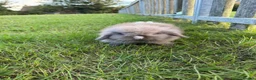 Lionhead rabbits for sale: lovely lion lop  in Lowestoft - Advert 1