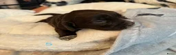 Cocker Spaniel dogs for sale: (ALL BOYS) Beautiful Cocker Spaniel Puppies - Advert 16