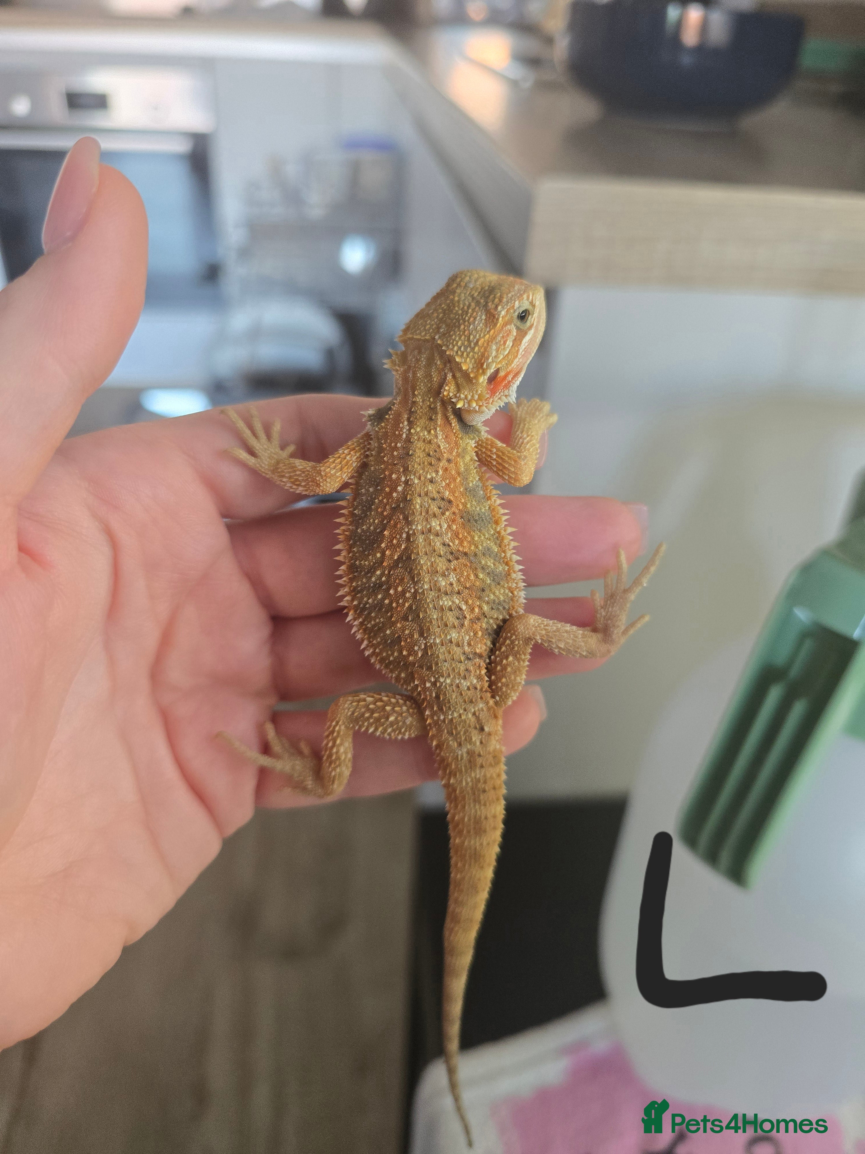 Bearded Dragon reptiles Ready for homes - Baby Bearded Dragons  - Advert 4