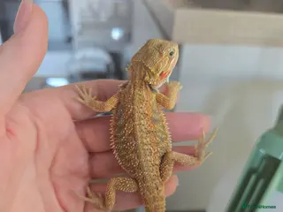 Bearded Dragon reptiles Ready for homes - Baby Bearded Dragons - Advert 4