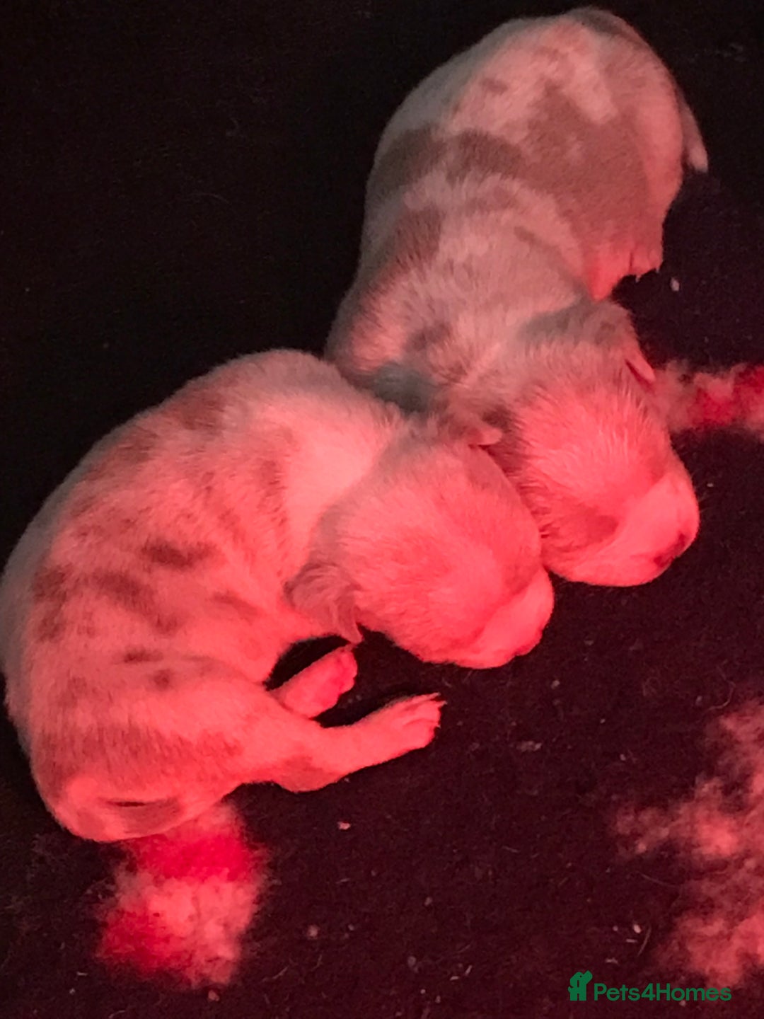 American Bully dogs for sale: Beautiful Micro bully pups - Image 7