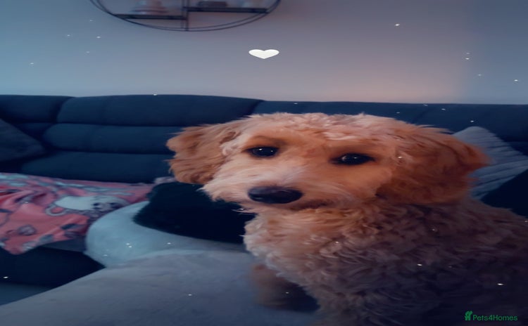 Cockapoo dogs - Advert 1