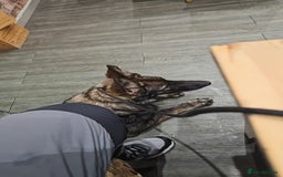 German Shepherd dogs for sale: Outstanding Female GSD, 6 months old - Image 4