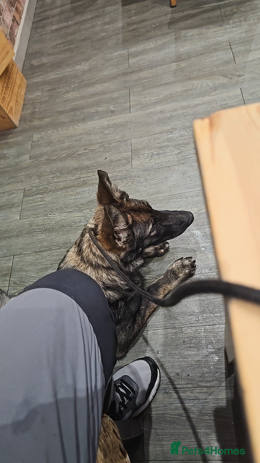 German Shepherd dogs for sale: Outstanding Female GSD, 6 months old - Image 4