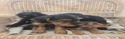 Mixed Breed dogs for sale: 3/4 welsh terrier 1/4cocker spaniel puppys - Advert 9