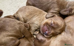 Cockapoo dogs for sale: F1 Purebed Red cockapoo 5 ⭐️ genetics & health - Image 13