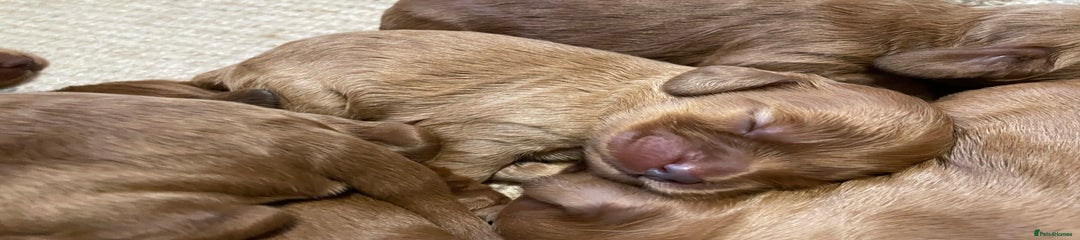 Cockapoo Puppy 1