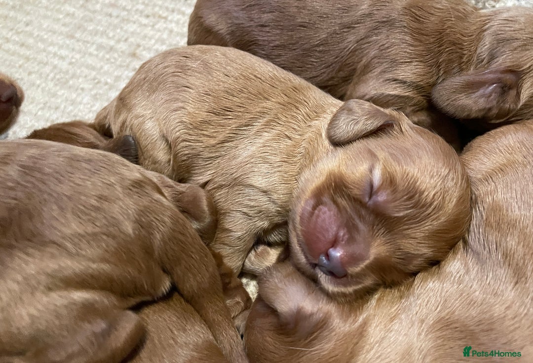 Cockapoo dogs for sale: F1 Purebed Red cockapoo 5 ⭐️ genetics & health - Image 13