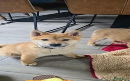 Japanese Shiba Inu dogs for sale: Stunning Shibas  in Llanybydder - Image 5