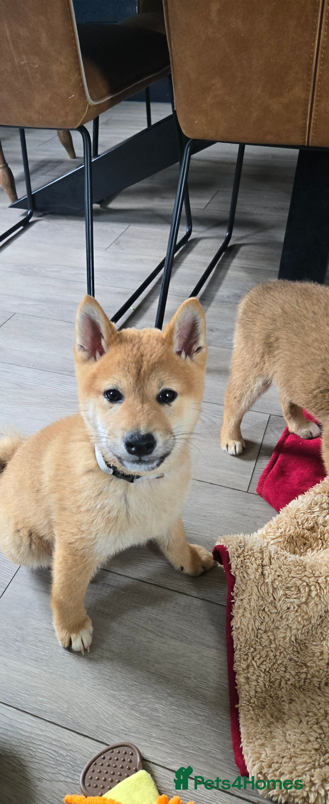 Japanese Shiba Inu dogs for sale: Stunning Shibas  in Llanybydder - Image 5