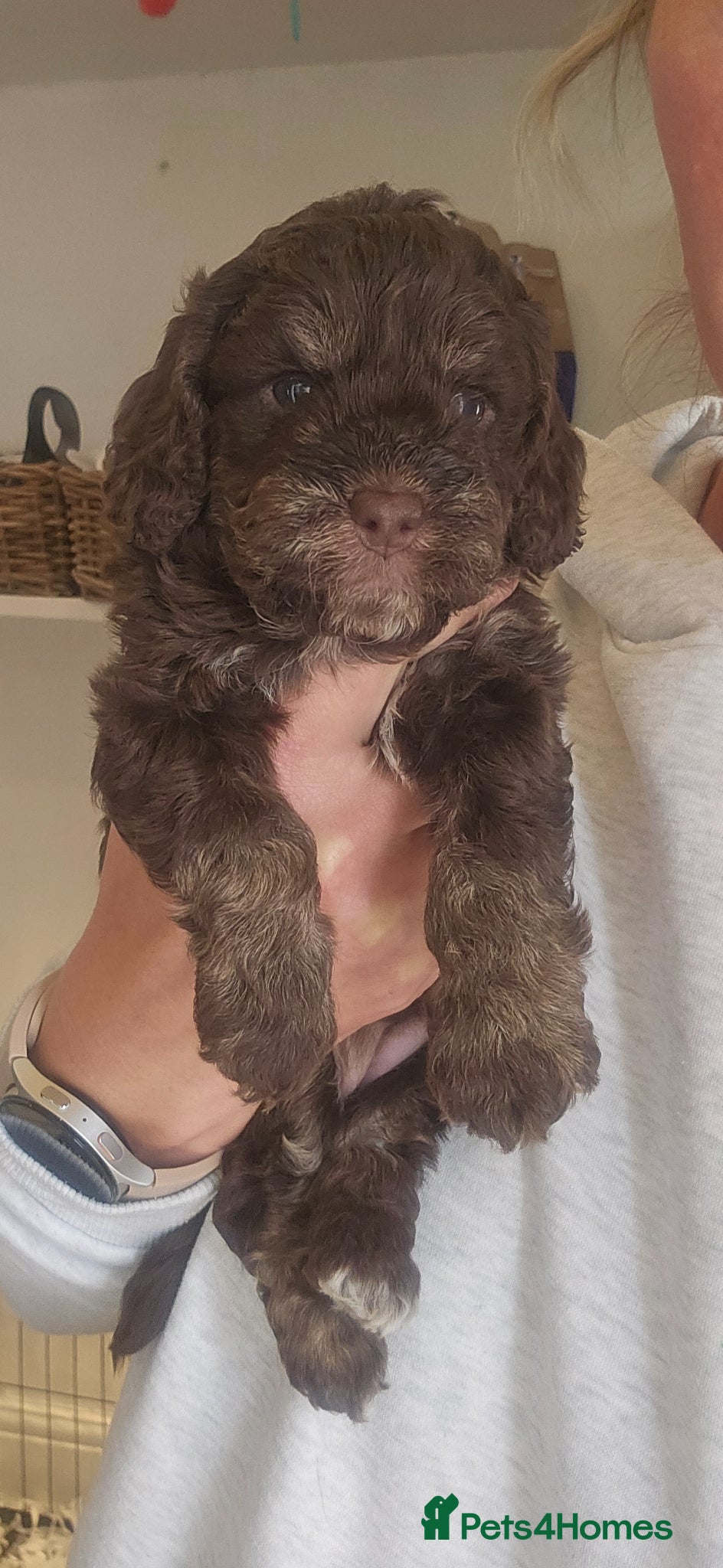Cockapoo dogs Beautiful Litter of Stunning Cockerpoo Puppies - Advert 1