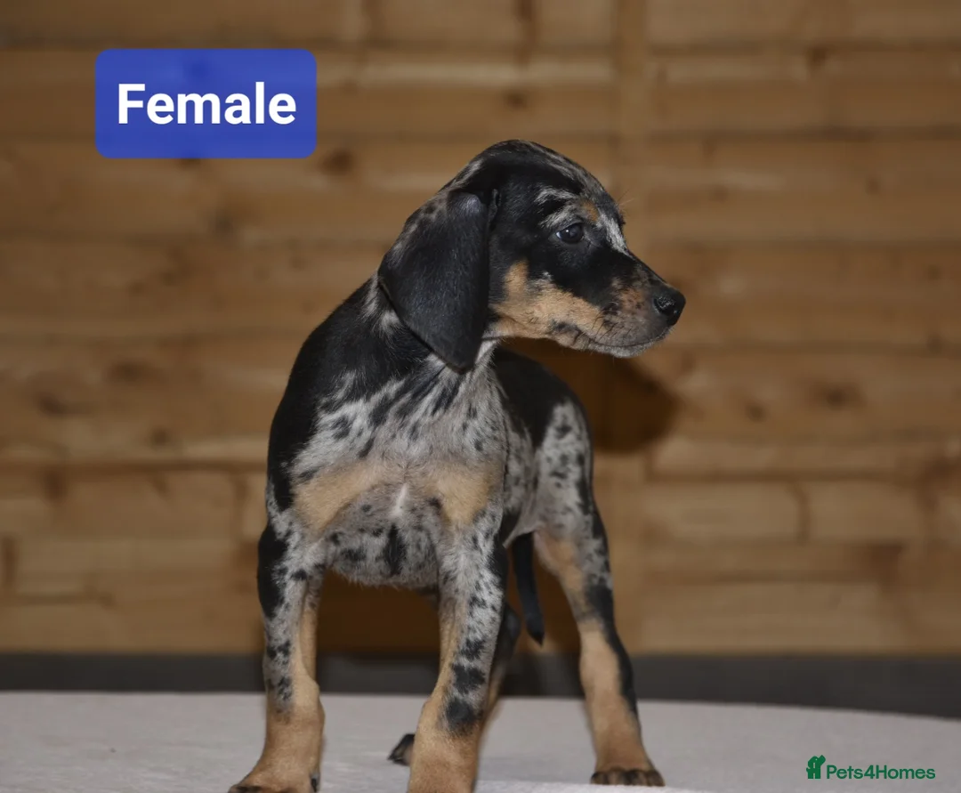 Mixed Breed dogs for sale: Unique hybrid dobermann puppies - Advert 9