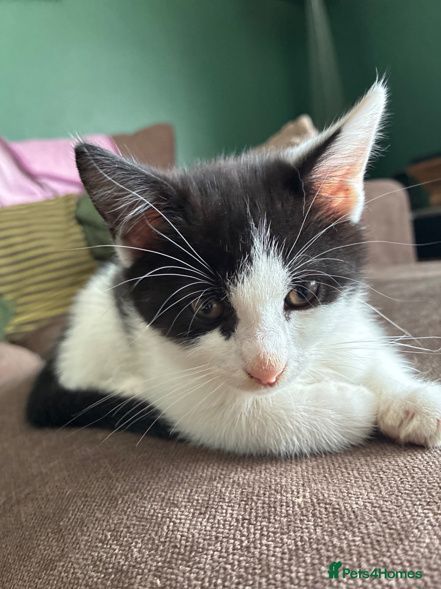 Domestic Shorthair cats Beautiful black and white female kitten - Advert 1