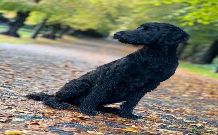 Labradoodle dogs - Advert 5