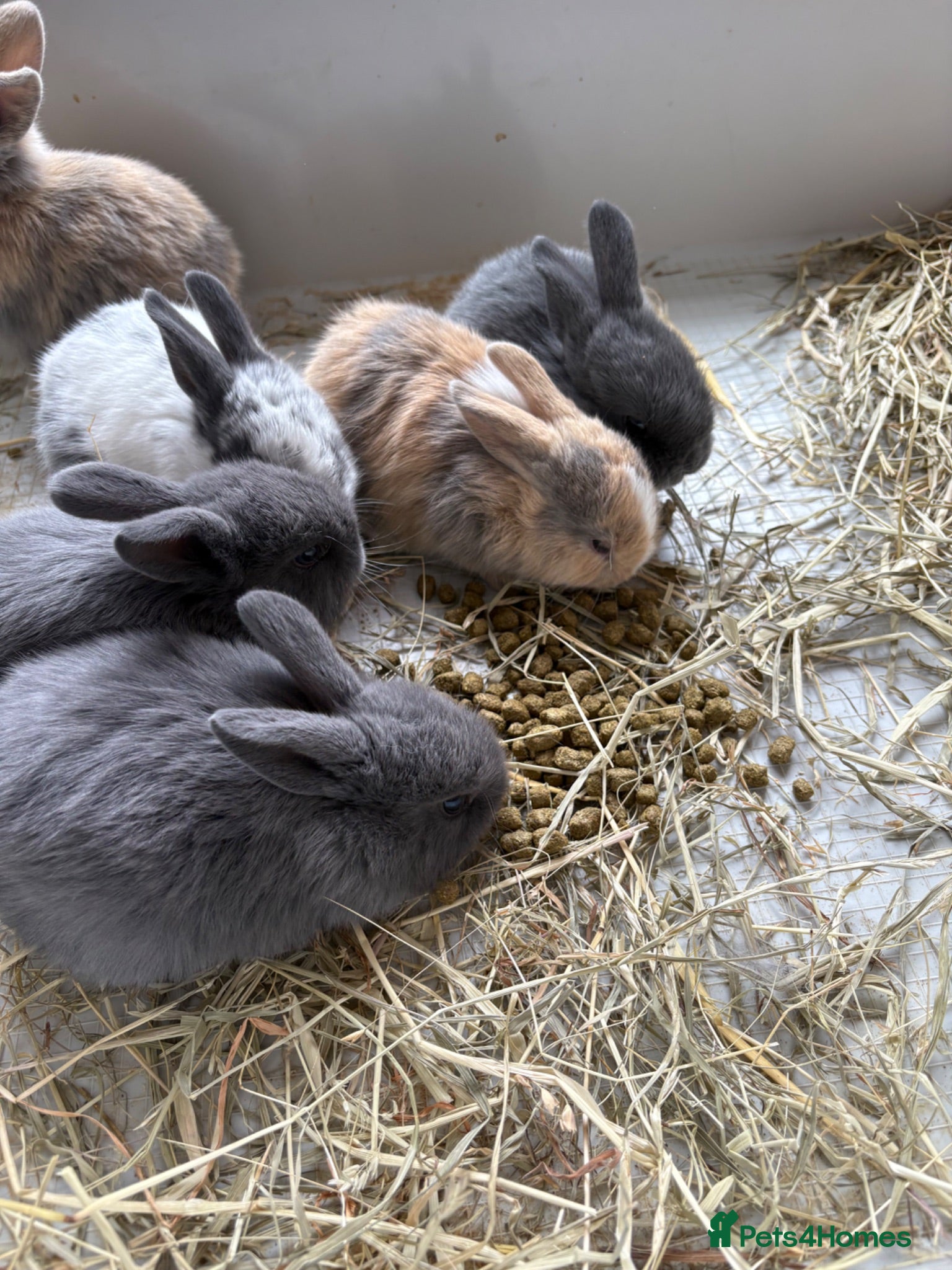 Mixed Breed rabbits Mini lop cross bunnies READY FRIDAY - Advert 9