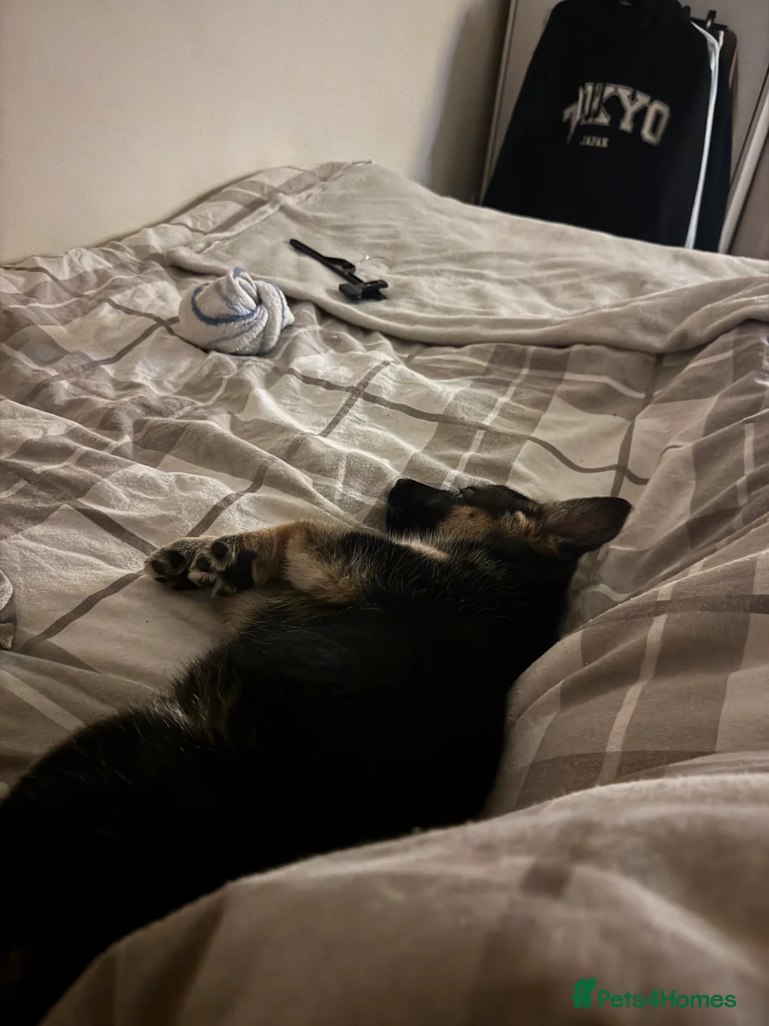 German Shepherd dogs for sale: 12 weeks old German shepherd  - Advert 2