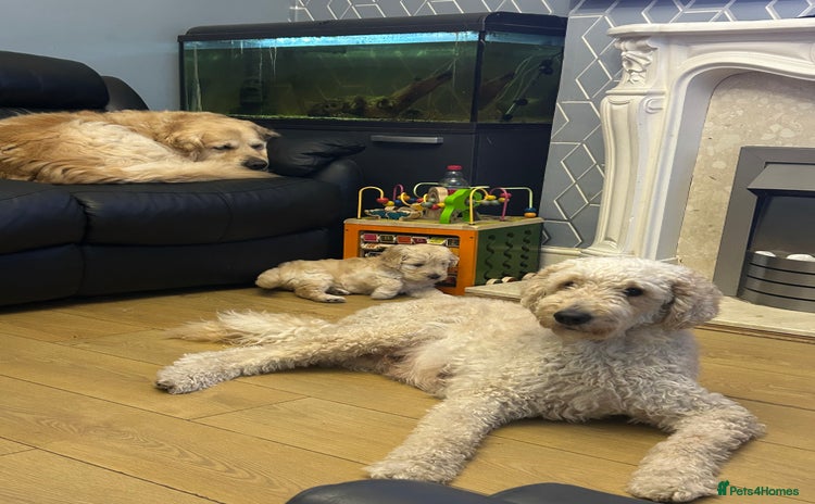 Goldendoodle dogs - Advert 1