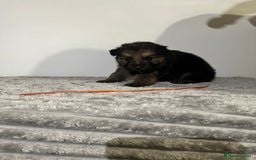 Mixed Breed dogs for sale: German shepherd pups  - Image 4