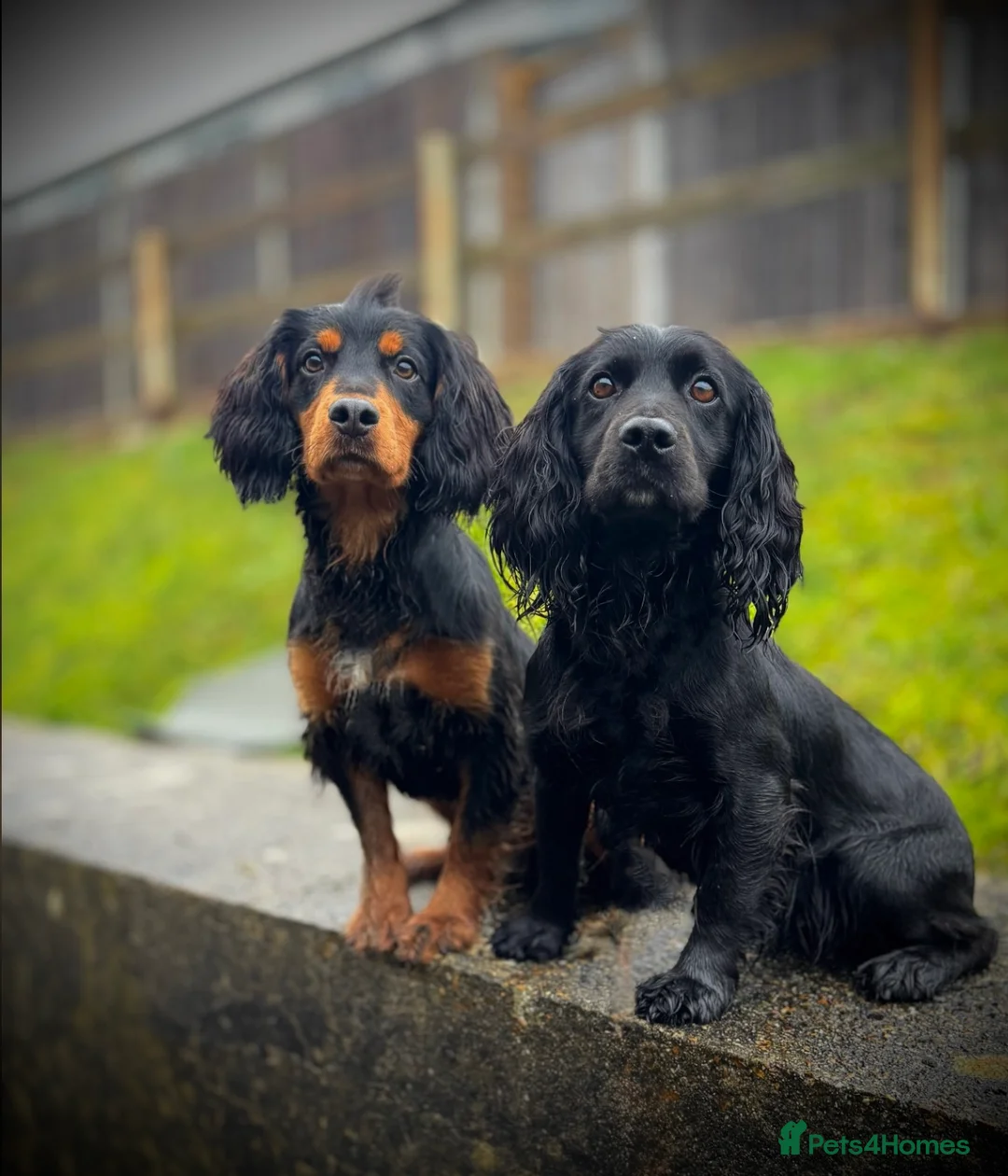 Cocker Spaniel dogs for stud: Stunning Black and Tan stud - Advert 3