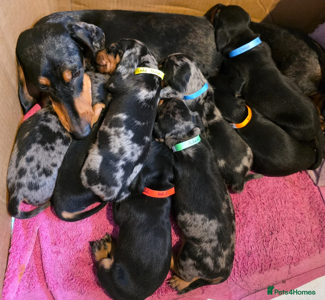 Miniature Dachshund dogs for sale: SILVER/BLACK Adorable dachshund puppies for sale😍 - Advert 2