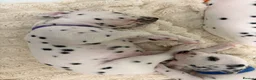 Dalmatian dogs for sale: Dalmatian puppies - Advert 18