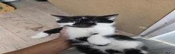 Mixed Breed cats for sale: British short hair mix breed - Advert 3