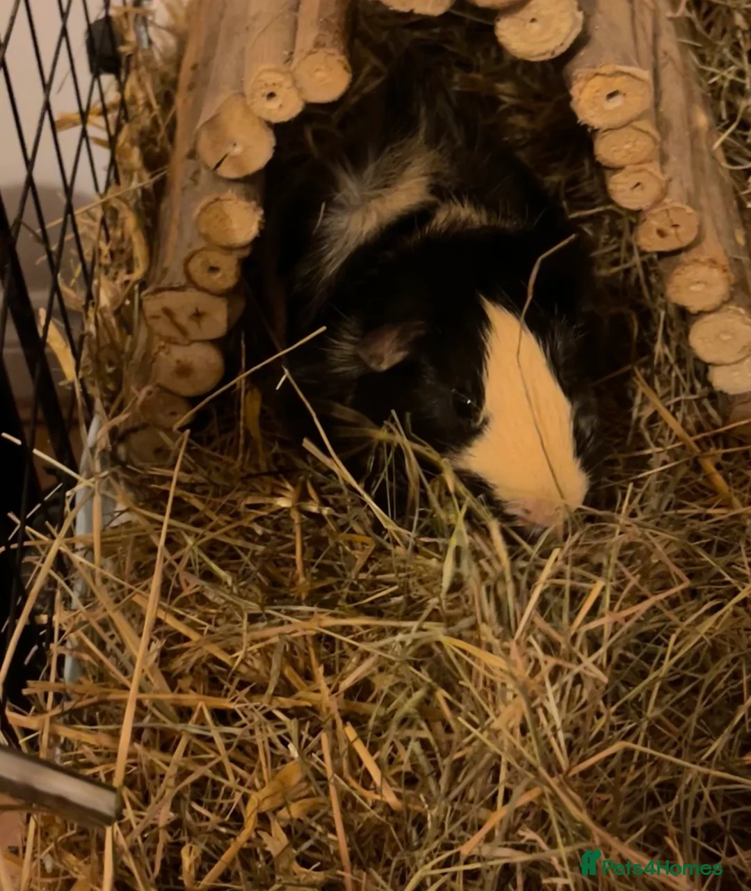 Guinea Pig rodents for sale: Guinea Pigs Rehoming  in Sittingbourne - Advert 5