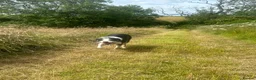 Border Collie dogs for sale: Todd - 4 yr Old Border Collie in Northallerton - Advert 4