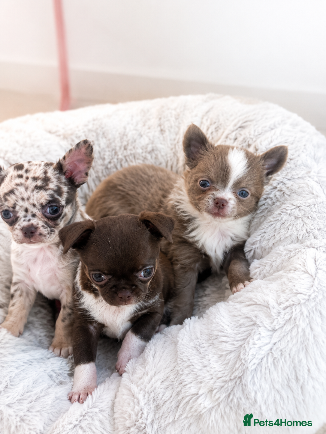 Chihuahua dogs ✨  **  chihuahua ✨ 1 long haired boy left  - Advert 14