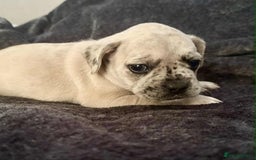 Mixed Breed dogs for sale: Beautiful Frenchie cross dachshund puppies   - Image 17
