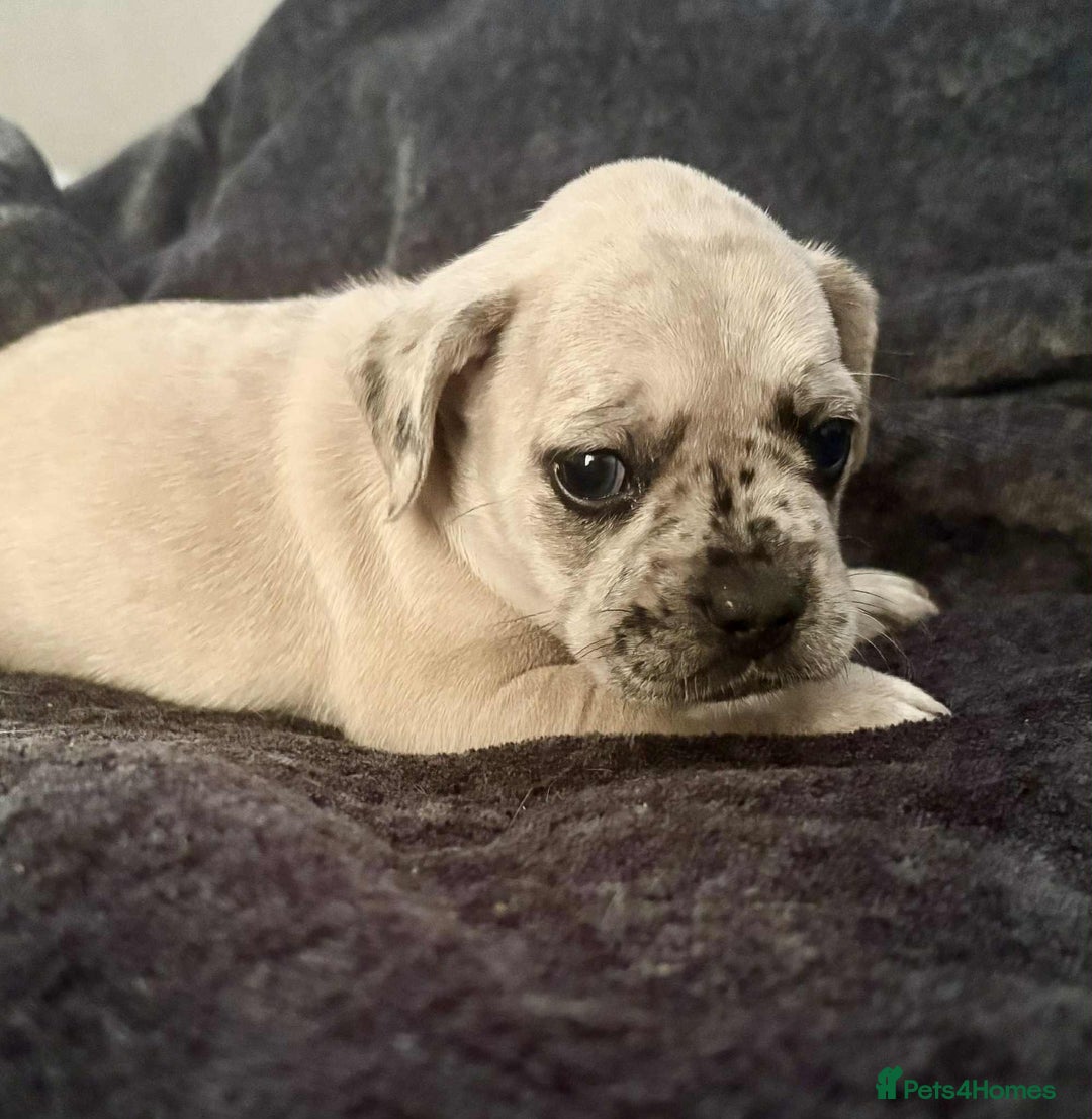 Mixed Breed dogs for sale: Beautiful Frenchie cross dachshund puppies   - Image 17