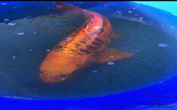 Koi Carp fish for sale: Koi fish - Image 6