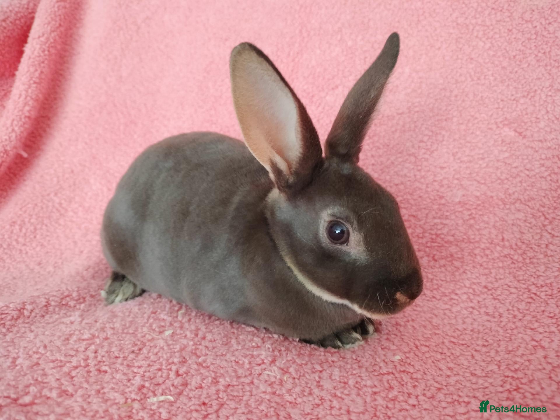 Rex rabbits Baby mini rex for sale  - Advert 1