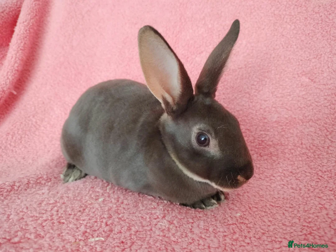Rex rabbits for sale: Baby mini rex for sale  - Advert 1