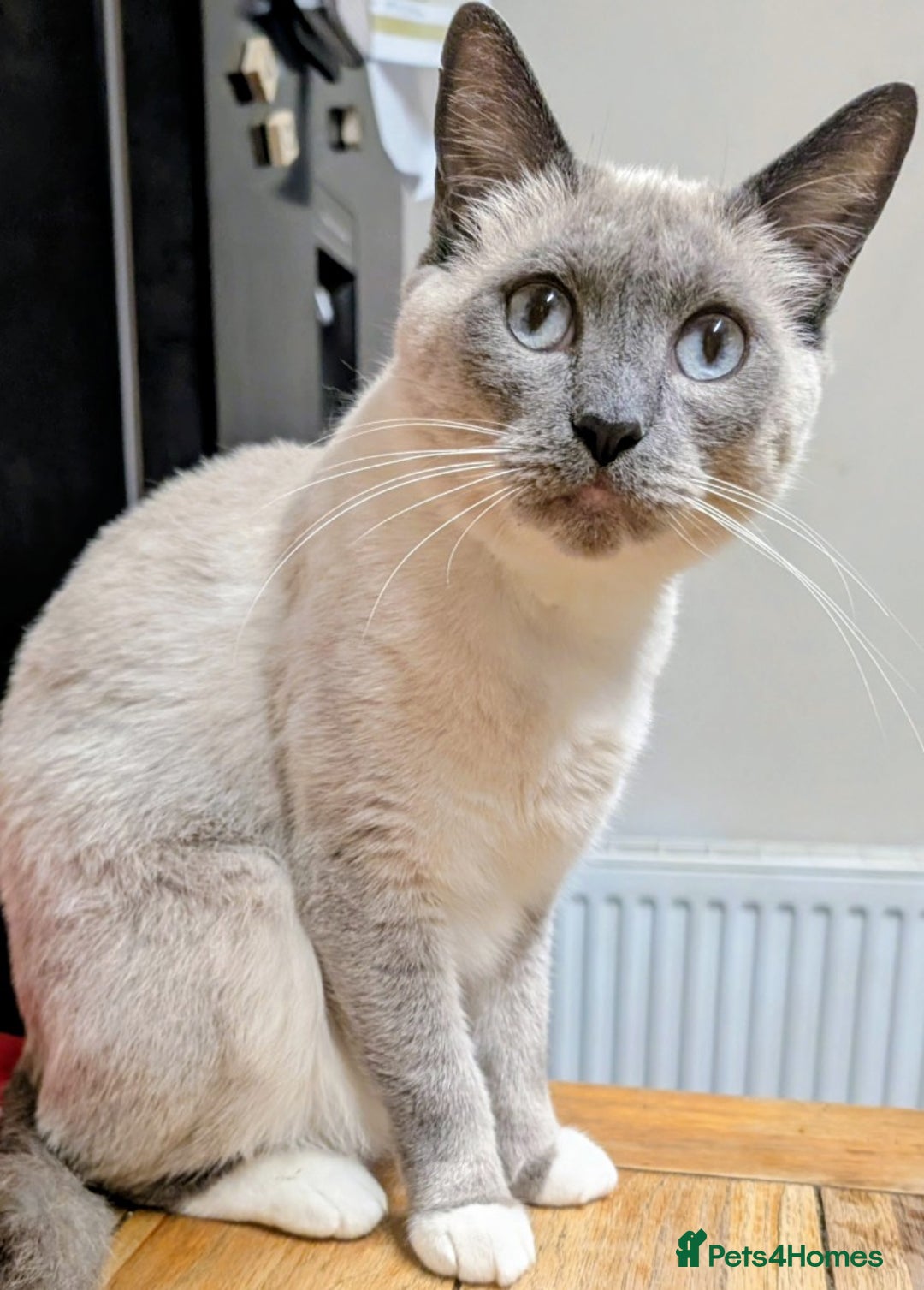 Ragdoll cats for sale: 🐾💎Male Kitten Available Now💎🐾 - Image 11