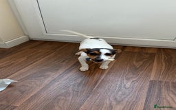 Jack Russell dogs for sale: Jack Russell puppy  - Image 2