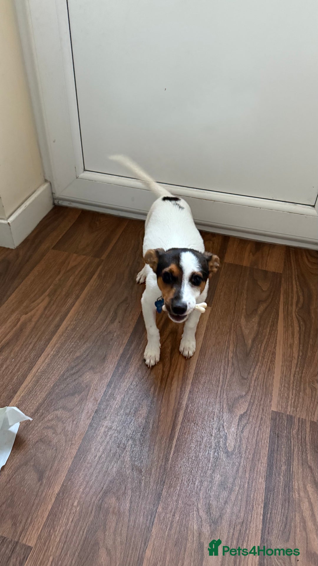 Jack Russell dogs for sale: Jack Russell puppy  - Image 2