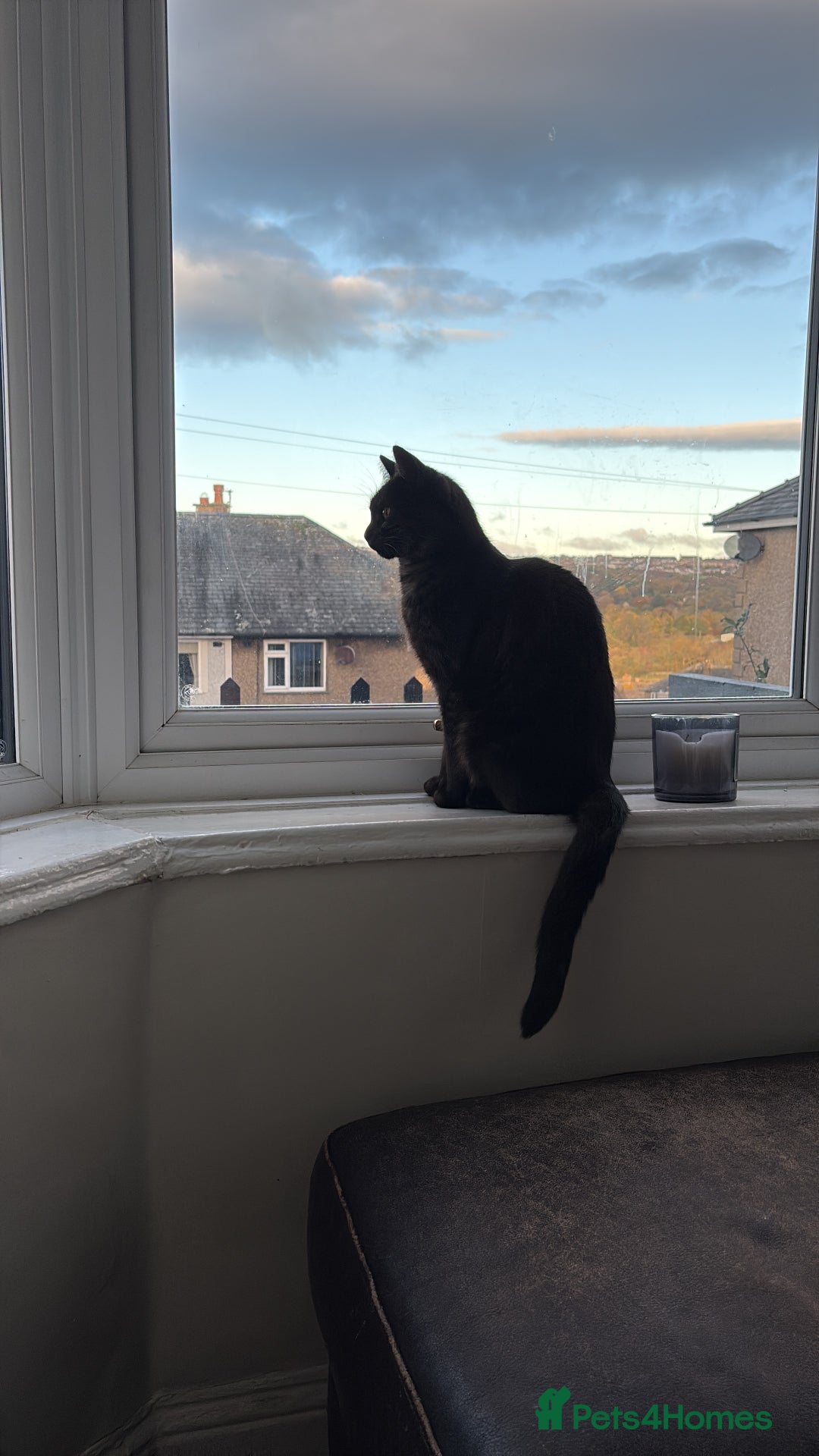 Bengal cats for sale: Ezzie is a 4 year old cat  - Image 3