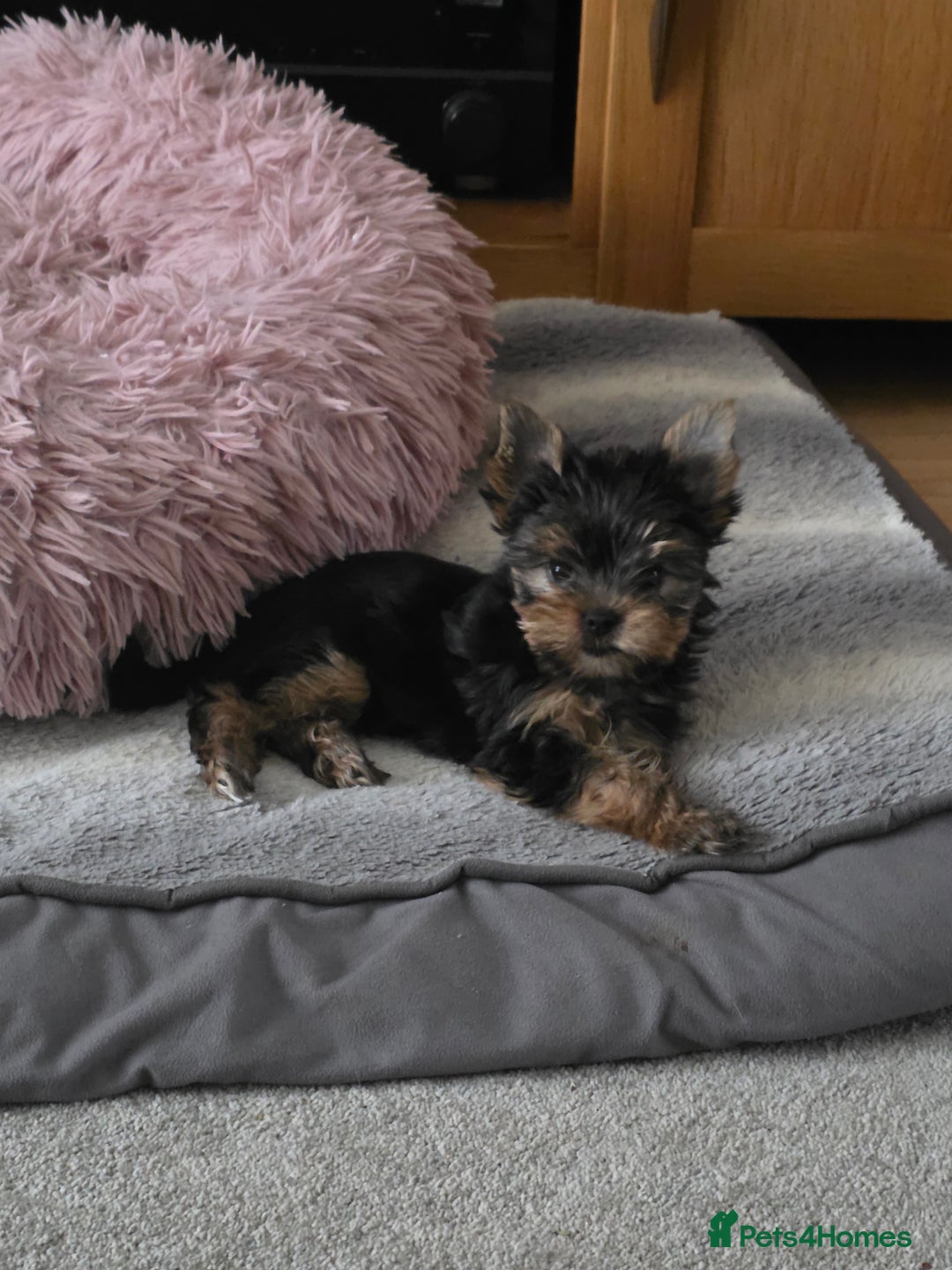Yorkshire Terrier dogs for sale: KC registered Sweet Yorkshire terier puppies!!! - Image 3