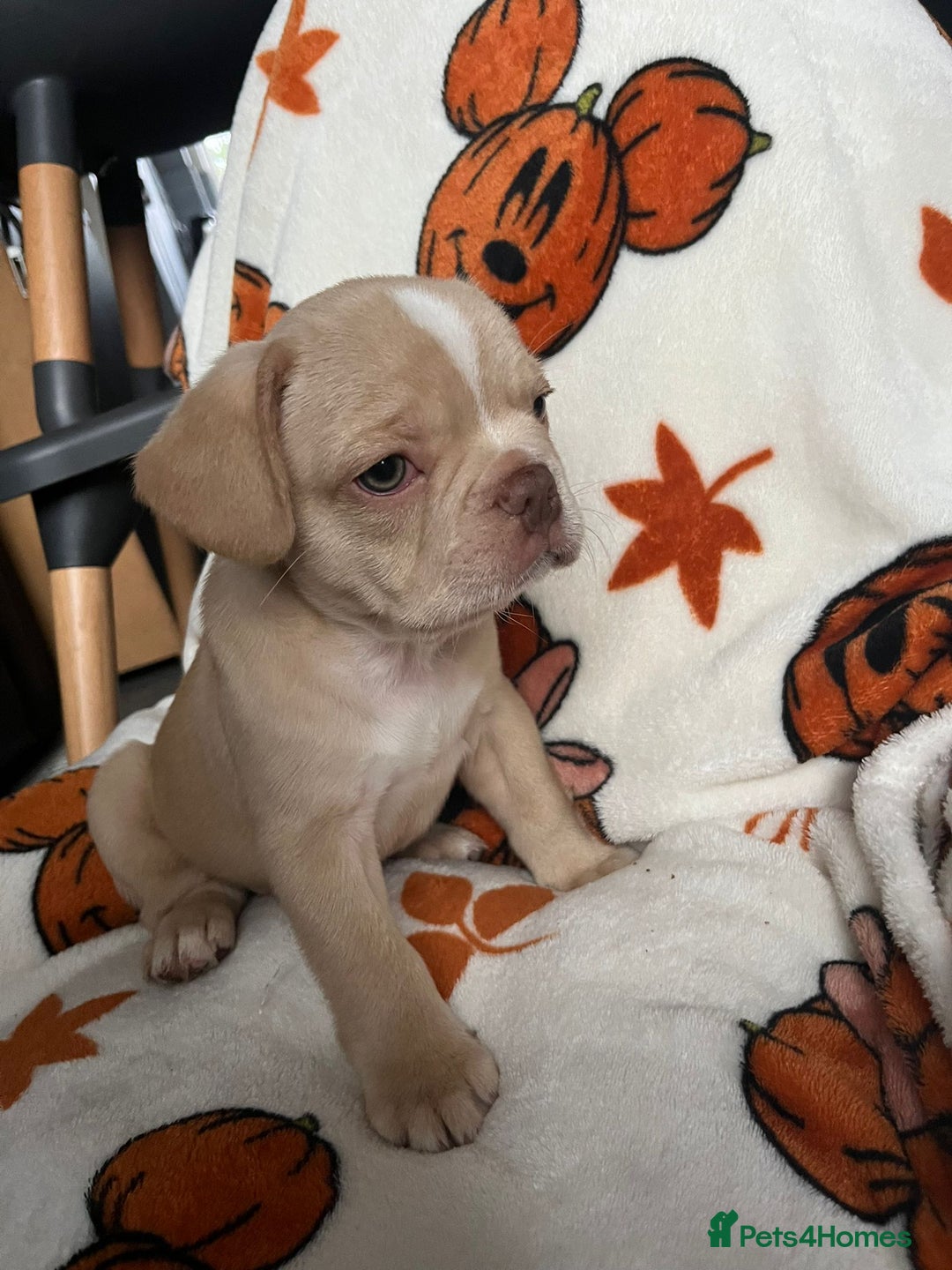 French Bulldog dogs for sale: TOP QUALITY FRENCH BULLDOGS  - Image 5