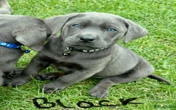 Labrador Retriever dogs for sale: Beautiful Silver Labrador pups  - Image 5