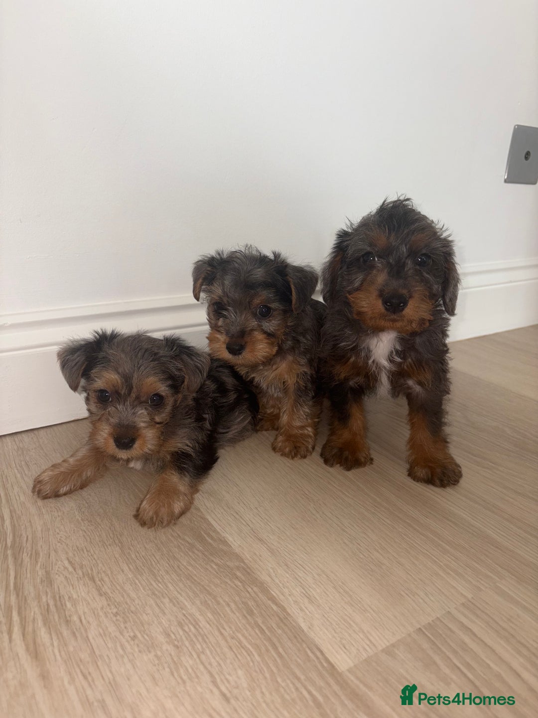Jackapoo dogs for sale: Beautiful toy jackapoo puppies  - Image 1